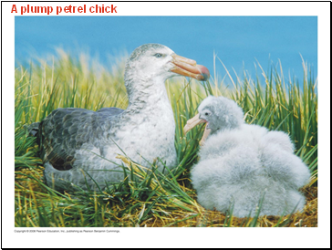 A plump petrel chick