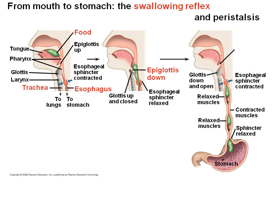 The Oral Cavity Pharynx And Esophagus
