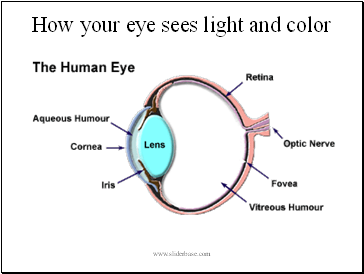 How your eye sees light and color