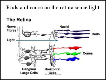 Rods and cones on the retina sense light