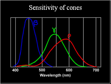 Sensitivity of cones