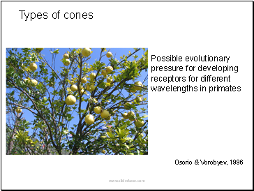 Possible evolutionary pressure for developing receptors for different wavelengths in primates