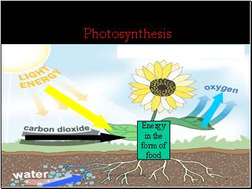 Photosynthesis