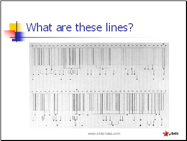 What are these lines?