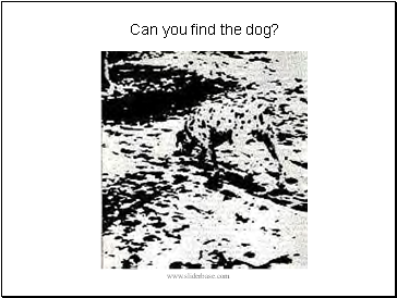 Can you find the dog?