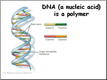 DNA (a nucleic acid) is a polymer