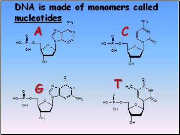 DNA is made of monomers called nucleotides