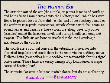 The Human Ear