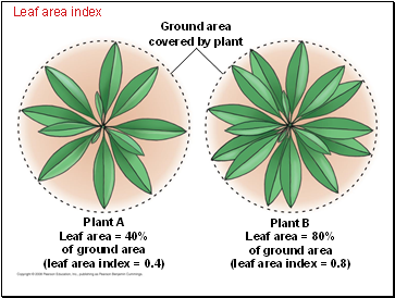 Leaf area index