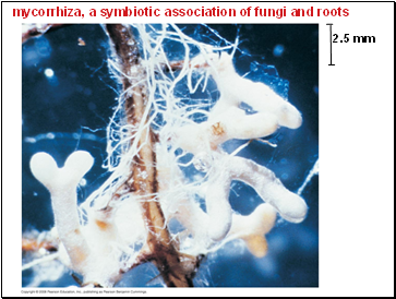 mycorrhiza, a symbiotic association of fungi and roots