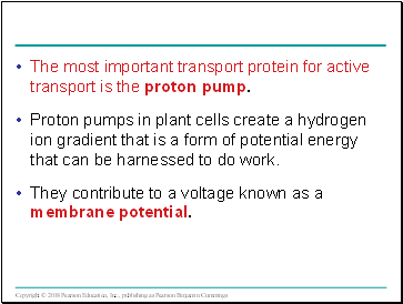 The most important transport protein for active transport is the proton pump.