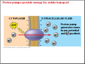 Proton pumps provide energy for solute transport