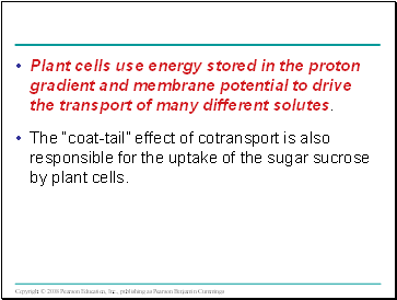 Plant cells use energy stored in the proton gradient and membrane potential to drive the transport of many different solutes.