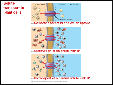 Solute transport in plant cells