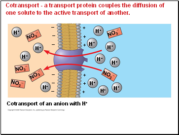 Cotransport - a transport protein couples the diffusion of one solute to the active transport of another.