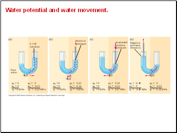 Water potential and water movement.