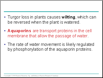 Turgor loss in plants causes wilting, which can be reversed when the plant is watered.