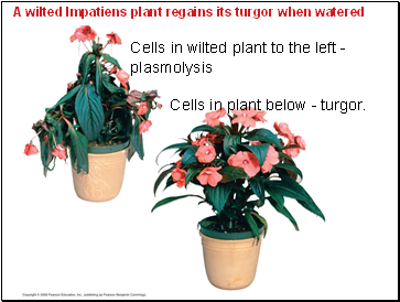 A wilted Impatiens plant regains its turgor when watered