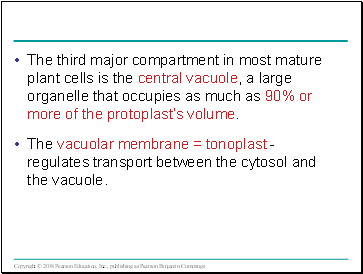 The third major compartment in most mature plant cells is the central vacuole, a large organelle that occupies as much as 90% or more of the protoplasts volume.