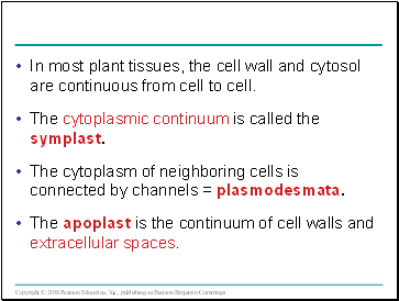 In most plant tissues, the cell wall and cytosol are continuous from cell to cell.