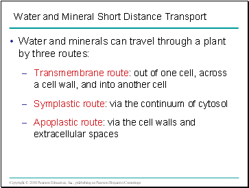 Water and minerals can travel through a plant by three routes: