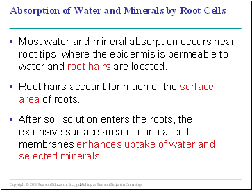 Absorption of Water and Minerals by Root Cells