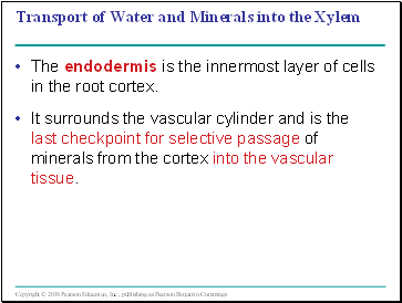 Transport of Water and Minerals into the Xylem
