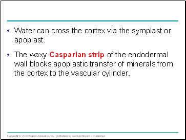 Water can cross the cortex via the symplast or apoplast.