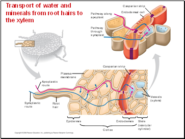 Transport of water and minerals from root hairs to the xylem