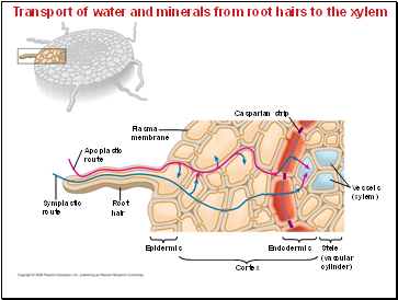 Transport of water and minerals from root hairs to the xylem