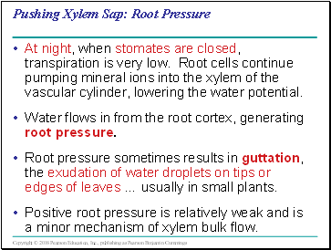 Pushing Xylem Sap: Root Pressure