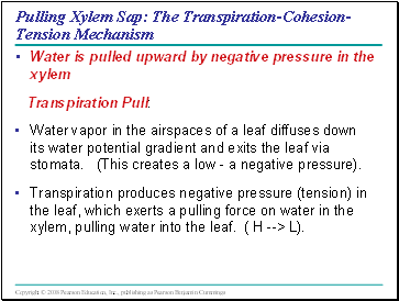 Pulling Xylem Sap: The Transpiration-Cohesion-Tension Mechanism