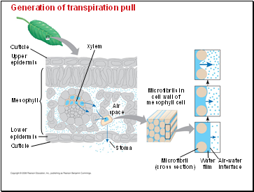 Generation of transpiration pull
