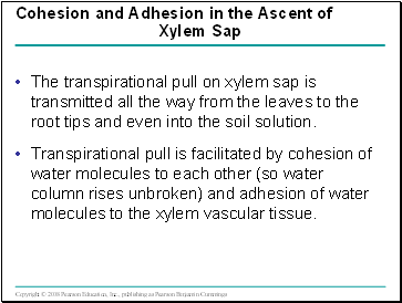 Cohesion and Adhesion in the Ascent of Xylem Sap