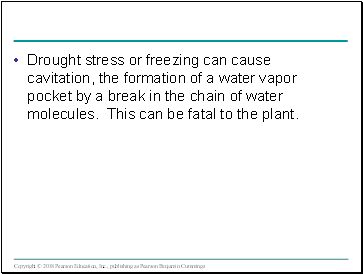 Drought stress or freezing can cause cavitation, the formation of a water vapor pocket by a break in the chain of water molecules. This can be fatal to the plant.