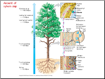 Ascent of xylem sap