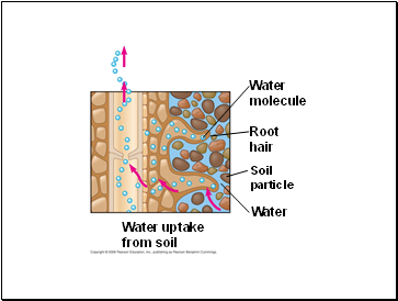 Water molecule