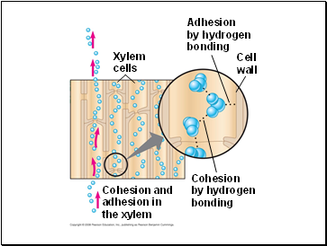 Adhesion by hydrogen bonding