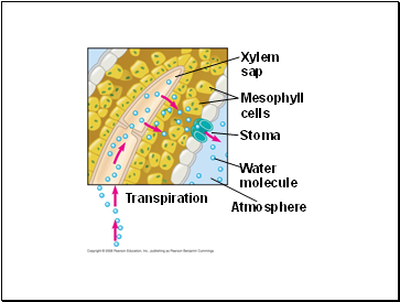 Xylem sap