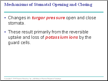 Mechanisms of Stomatal Opening and Closing