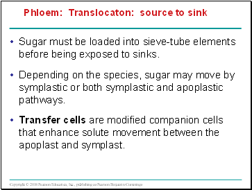 Sugar must be loaded into sieve-tube elements before being exposed to sinks.