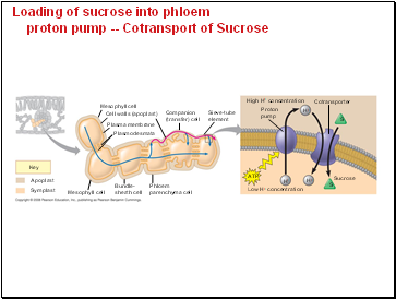 Loading of sucrose into phloem proton pump -- Cotransport of Sucrose