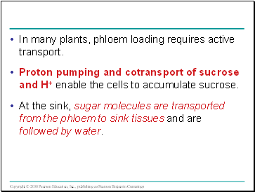 In many plants, phloem loading requires active transport.