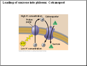 Loading of sucrose into phloem: Cotransport