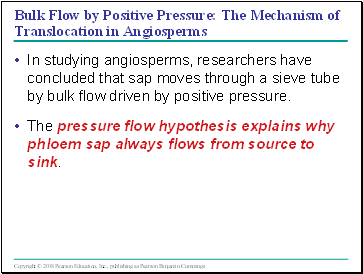 Bulk Flow by Positive Pressure: The Mechanism of Translocation in Angiosperms