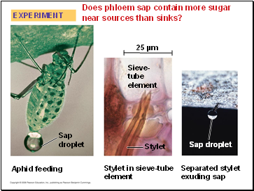 Does phloem sap contain more sugar near sources than sinks?