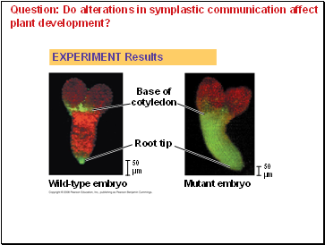 Question: Do alterations in symplastic communication affect plant development?