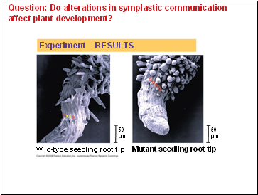 Question: Do alterations in symplastic communication affect plant development?