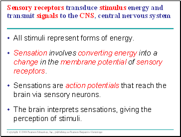 Sensory receptors transduce stimulus energy and transmit signals to the CNS, central nervous system