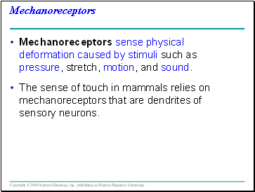 Mechanoreceptors